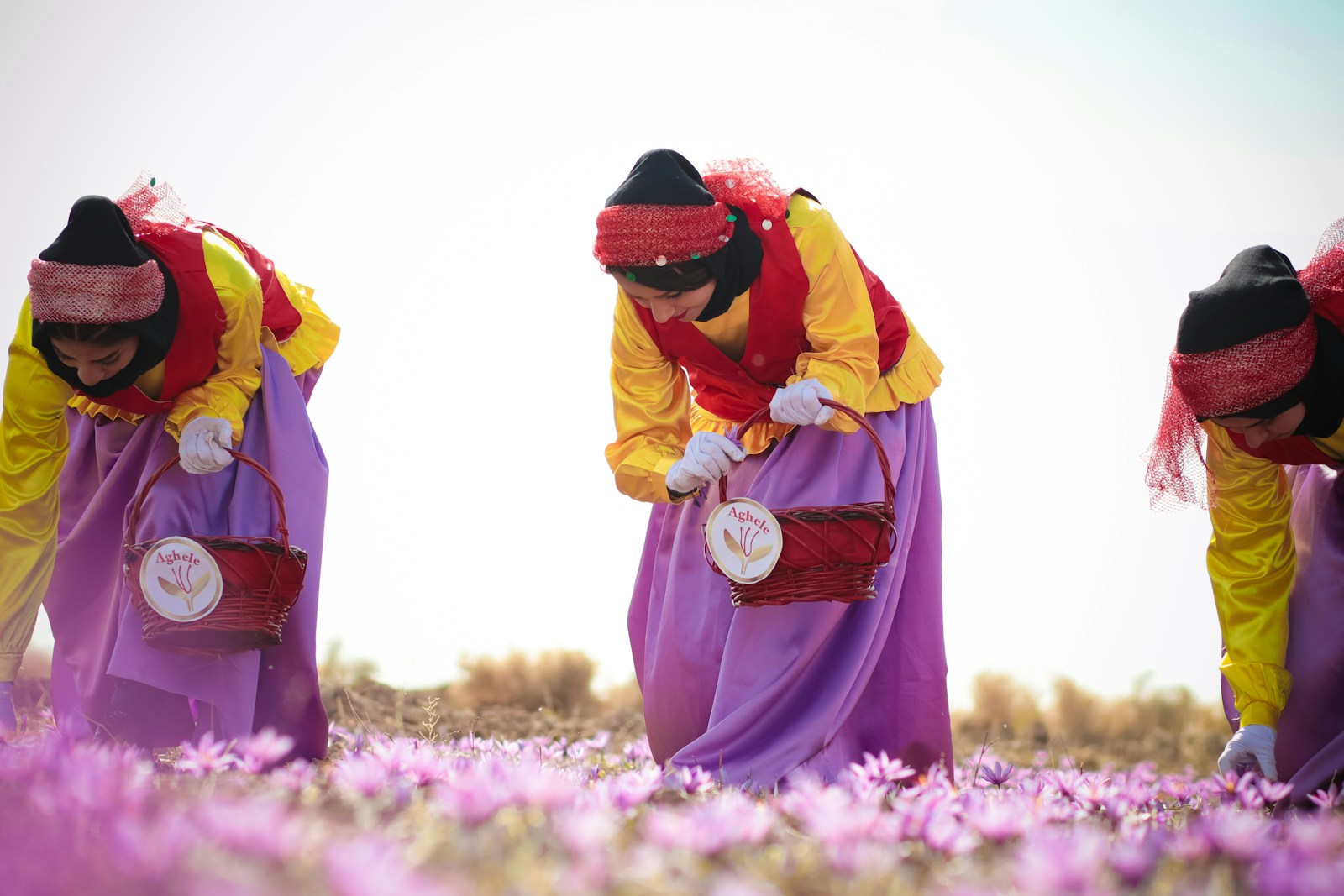 Kashmir’s Saffron Secret: Redefining Wellness 2026
